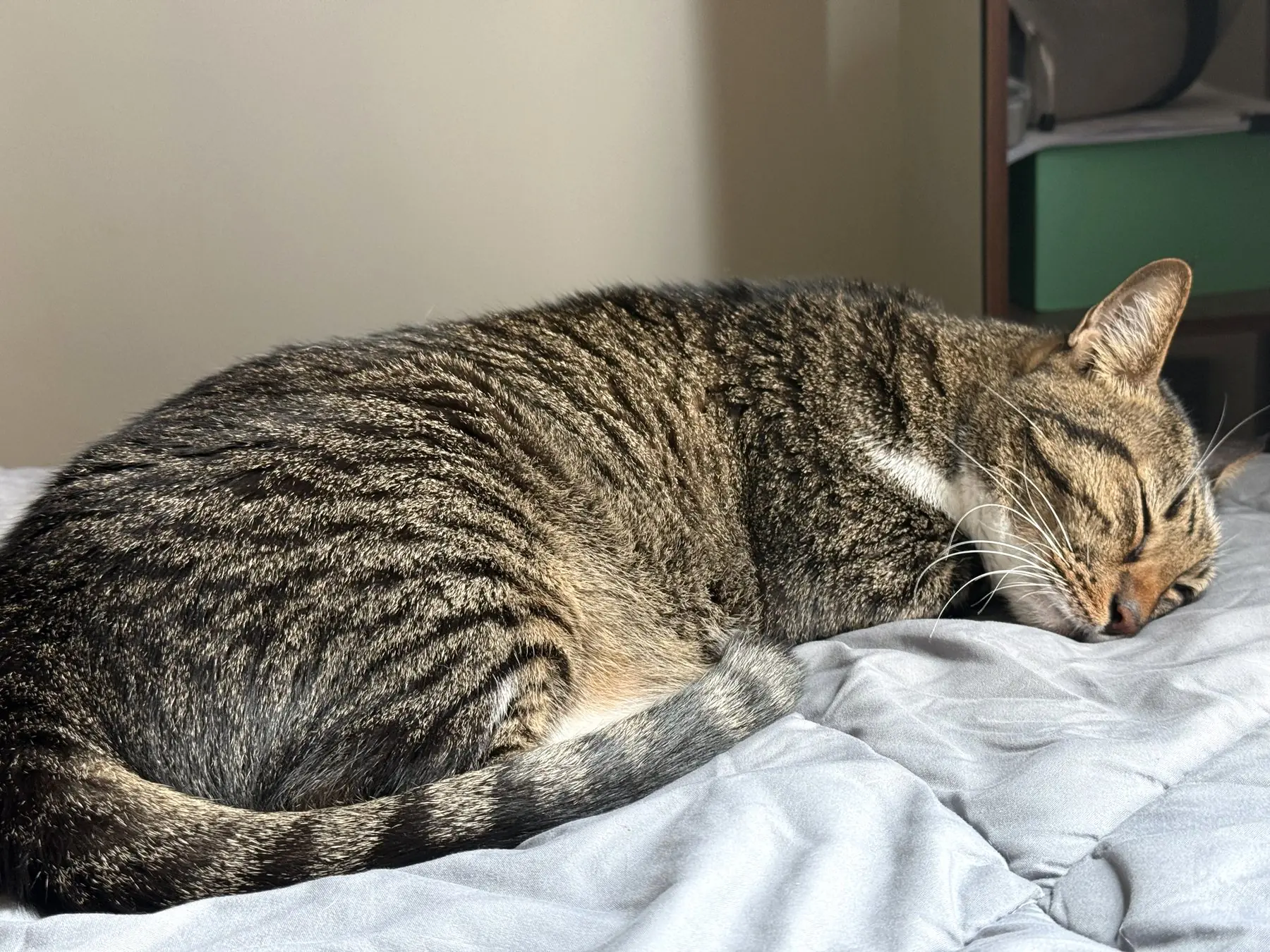 Naughty, a tabby cat, fast asleep on a grey blanket